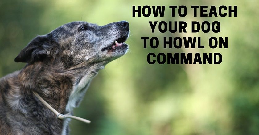 How to teach a dog to howl