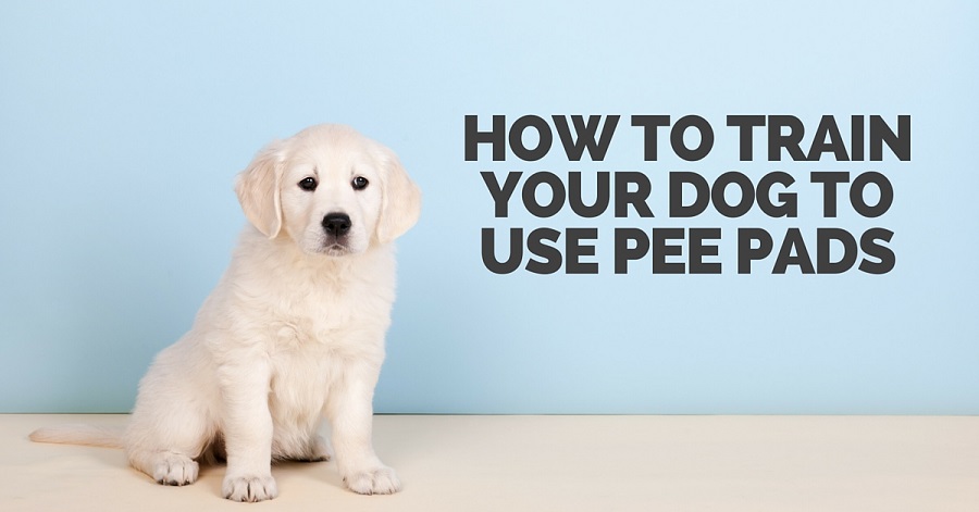 How to teach a dog to use pee pads