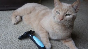 My cat Beamer with the MIU Pet de-shedding tool