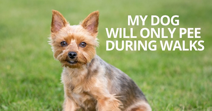My Dog Will Only Pee or Poop on a Walk | Dog Won't Poop in ...