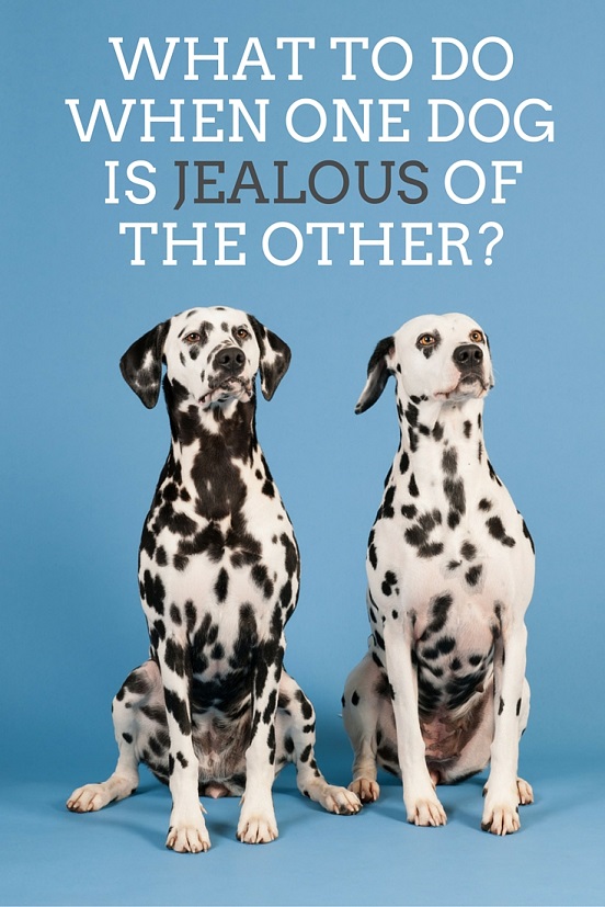 What to do if one dog is jealous of the other