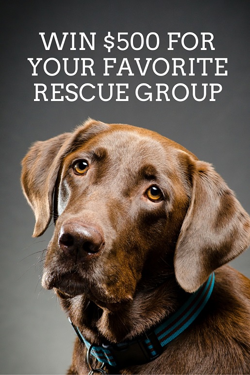 Win $500 for your favorite rescue