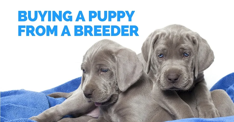 buying a puppy from a breeder