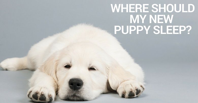 where should my new puppy sleep