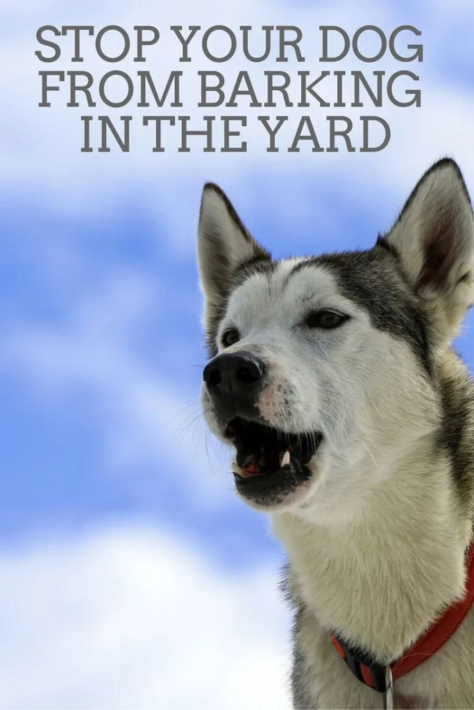 How to stop dog's barking in the yard