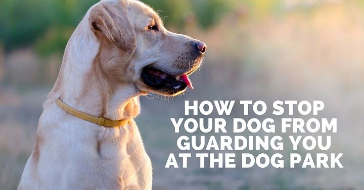 Stop dog guarding you dog park