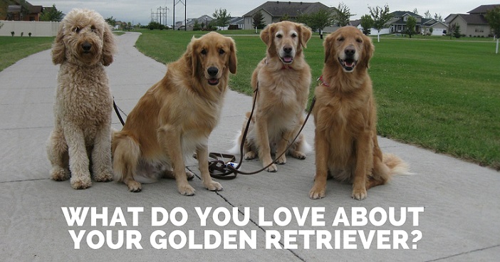 What do you love about your golden retriever