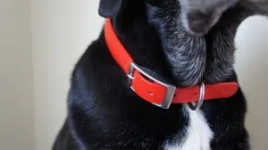 Closeup of my dog's waterproof collar