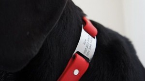Closeup of my dog's waterproof collar