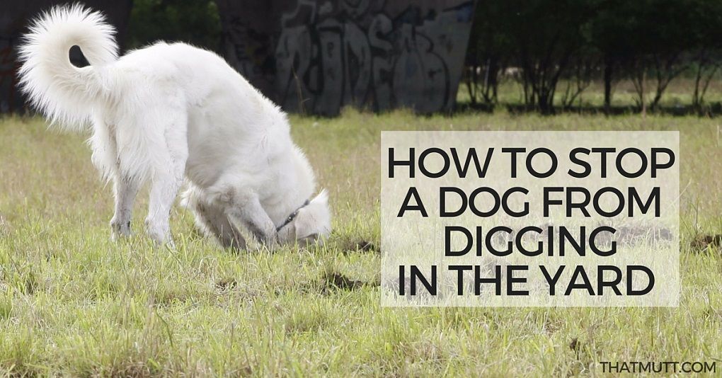 How to stop a dog from digging in the yard