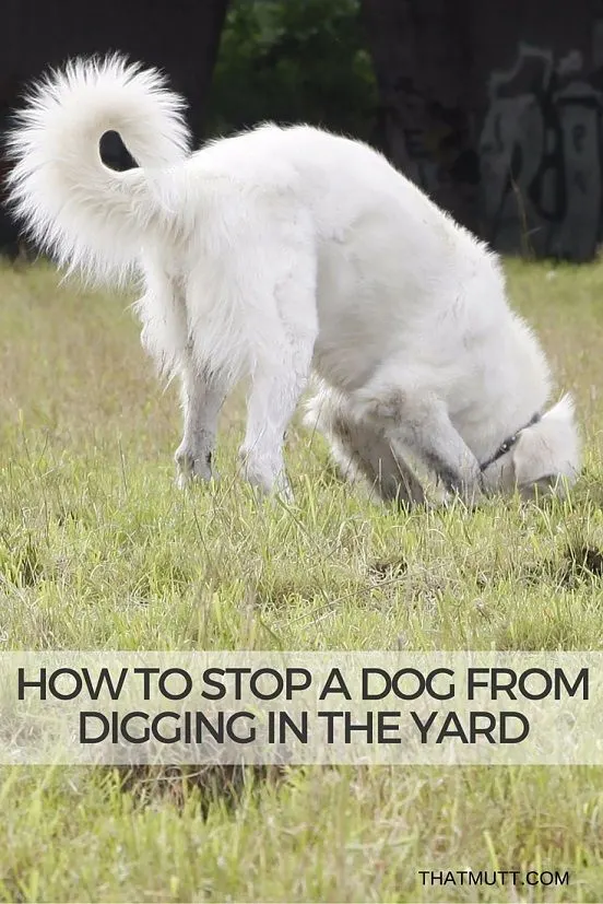 How to stop a dog from digging
