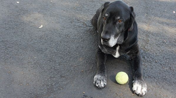 My dog Ace with his tennis ball