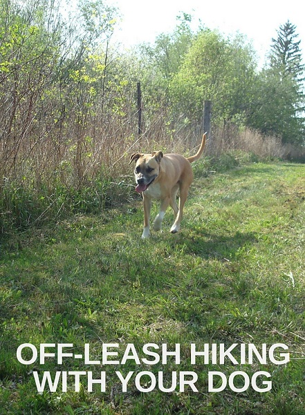 Off-leash hiking with your dog