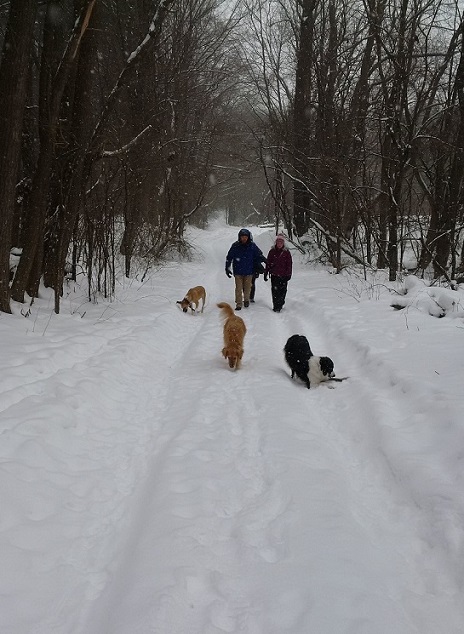 Winter off-leash hiking with dogs