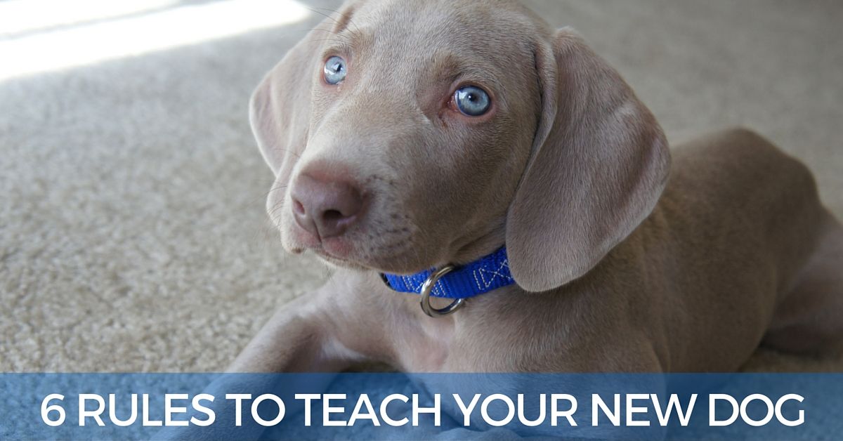 6 rules to teach a puppy or new dog