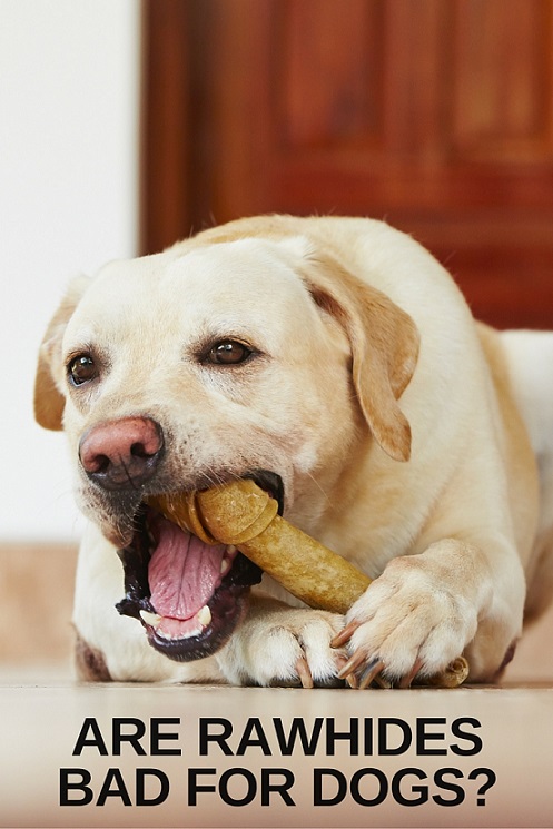 Are rawhides bad for dogs and puppies