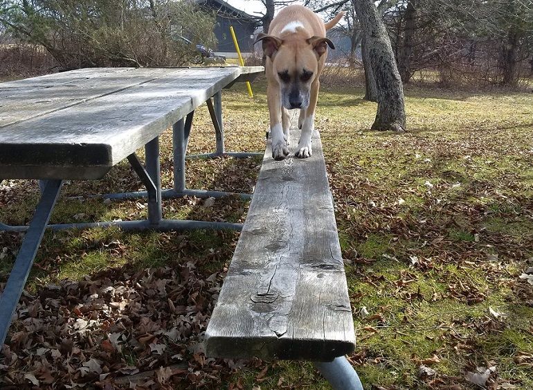Baxter the dog climbs on picnic table