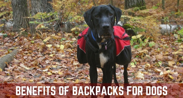 Benefits of backpacks for dogs