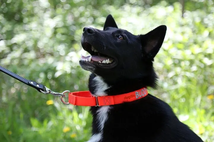 Martingale collar available at dogIDs