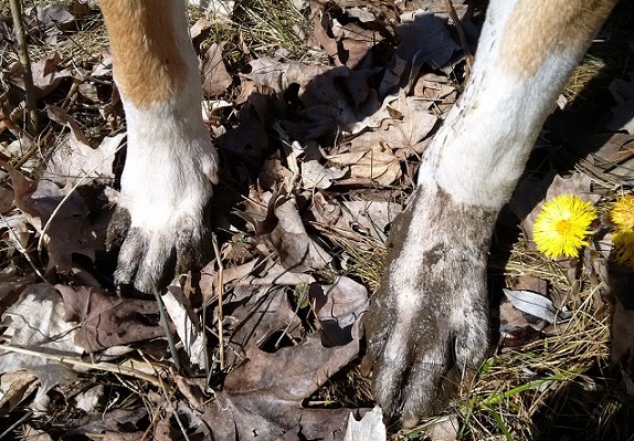 Muddy paws - best ways to remove mud from your dog