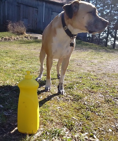 Squirt bottle for removing mud from your dog