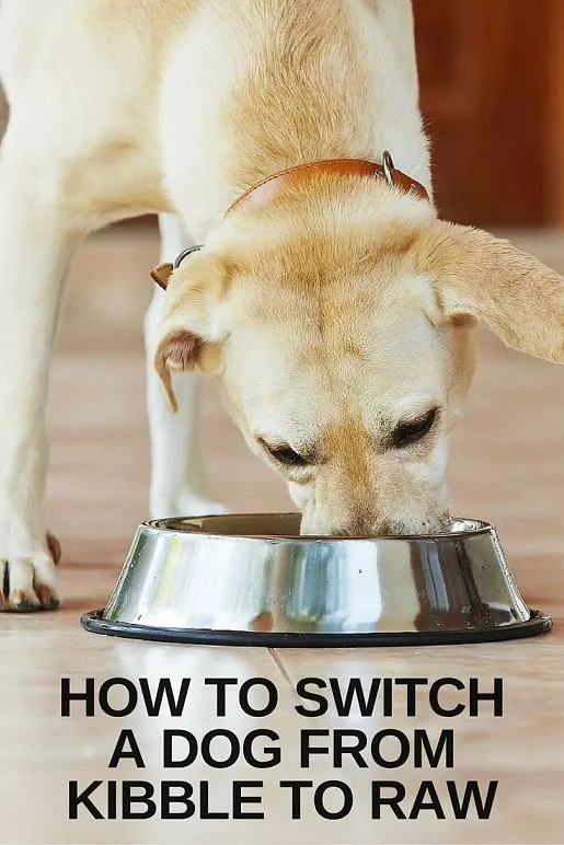 Switch a dog from dry dog food to raw