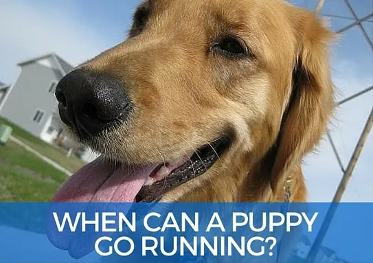 When can a puppy go running
