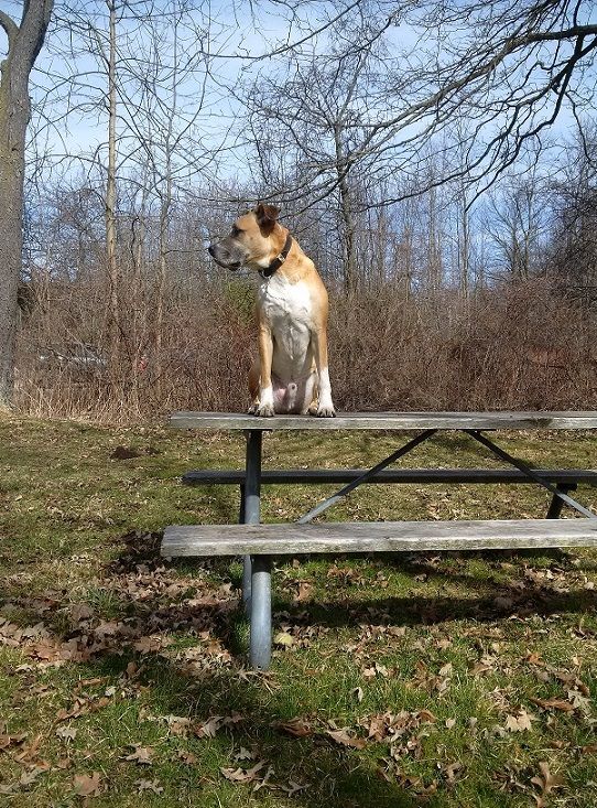 Will your dog climb on a picnic table