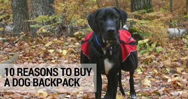 10 reasons to buy a dog backpack