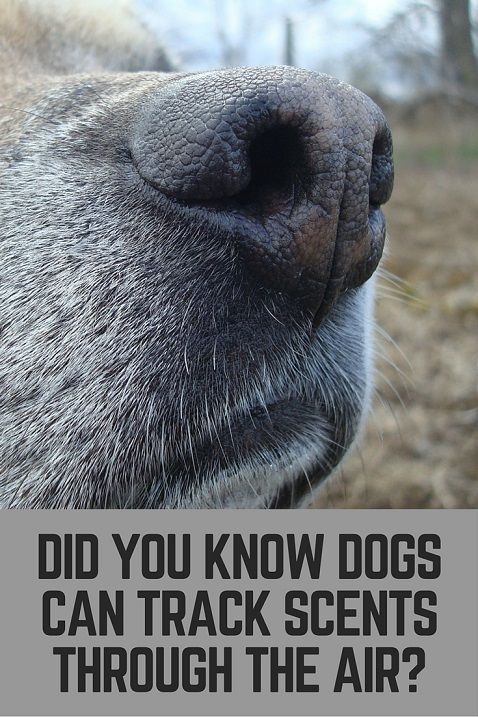 Did you know dogs can track scents through the air?