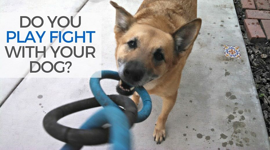 Do you play fight with your dog