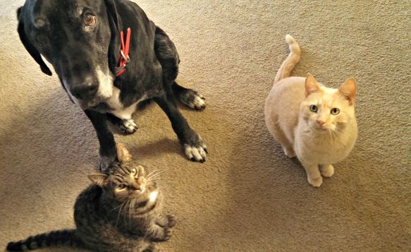 Flea prevention for my pets