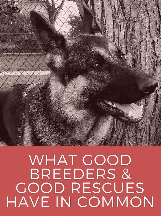 Good breeders and good rescues