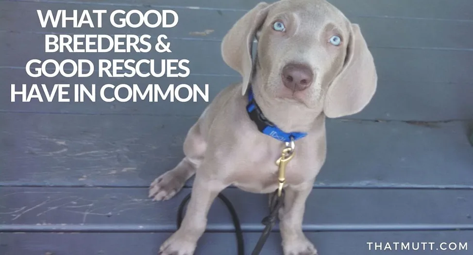 Good breeders and good rescues - what they have in common
