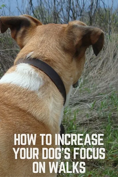 How to increase your dog's focus on walks