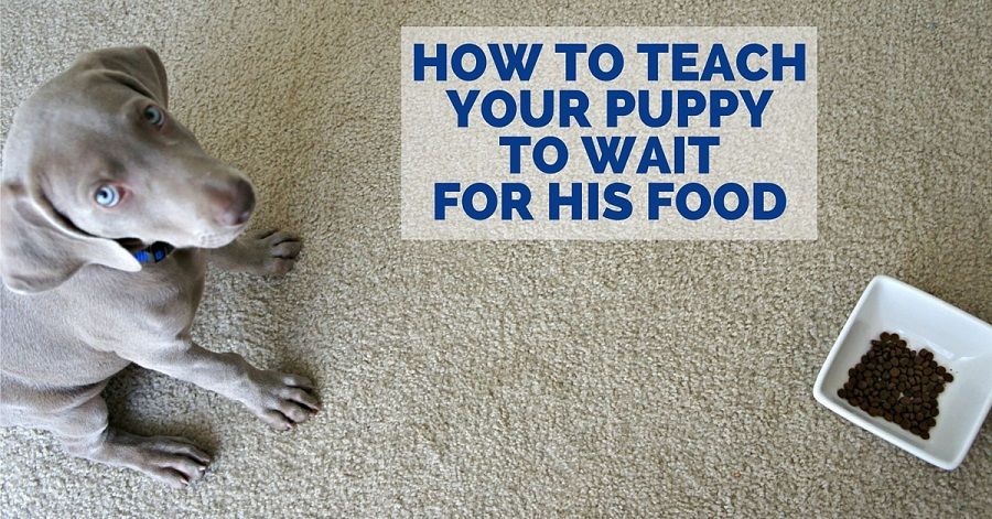How to teach a dog to wait for his food