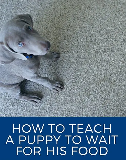How to teach a puppy to wait for his food