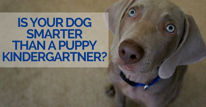 Is your dog smarter than a puppy