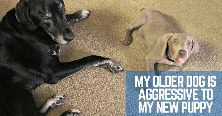 My older dog is aggressive to my new puppy