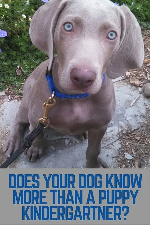 Does your dog know more than a puppy kindergartner?