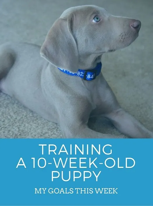 Training a 10 week old puppy #weimaraners #puppytraining #weims #dogtraining