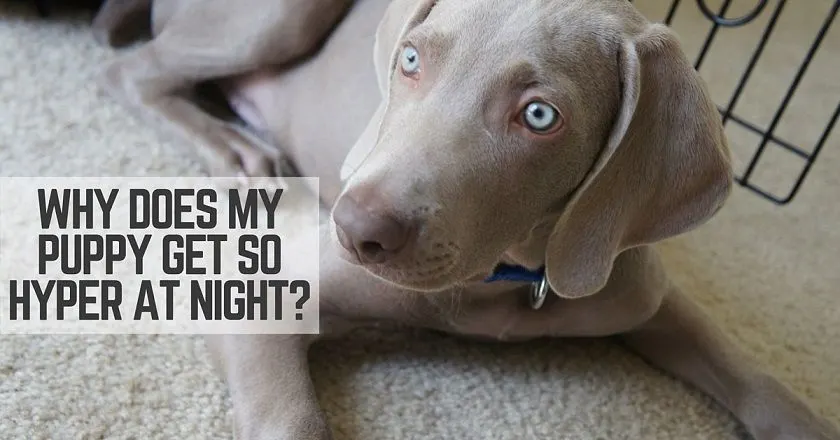 Why does my puppy go crazy in the evenings?