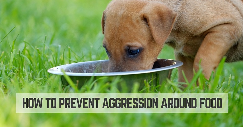 How to prevent a puppy's aggression around food