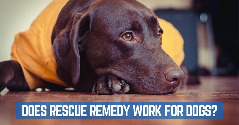 Does Rescue Remedy really calm a dog?