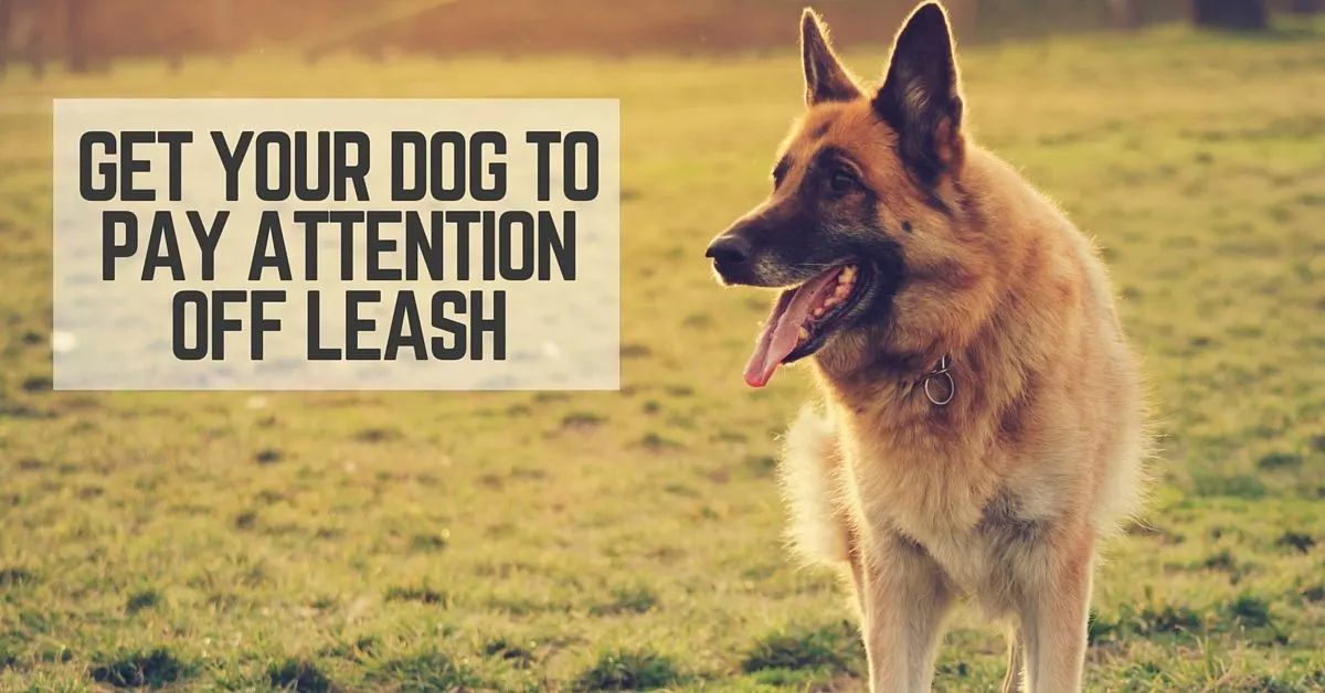 Get your dog to pay attention off leash