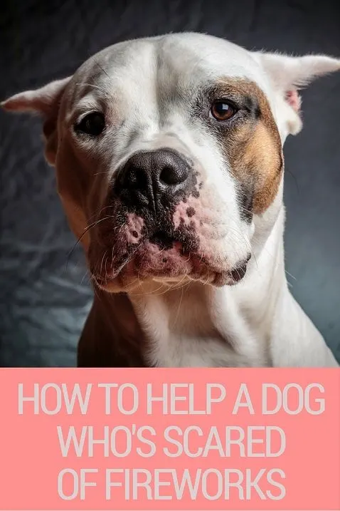 How to help a dog that is scared of fireworks