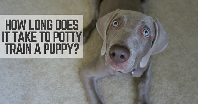 How long does it take to potty train a puppy