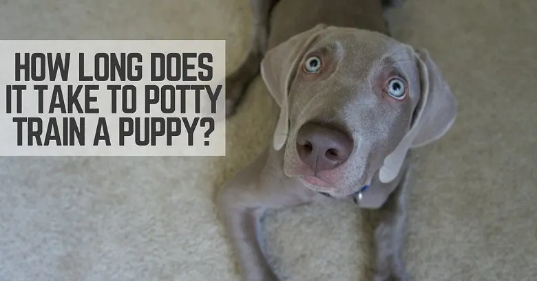 How long does it take to potty train a puppy