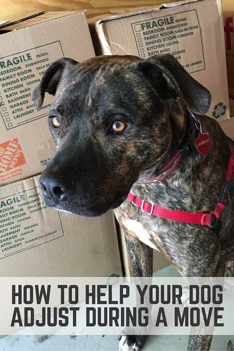 How to help your dog adjust during a move