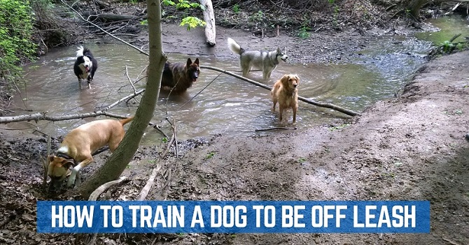How to train a dog to be off leash
